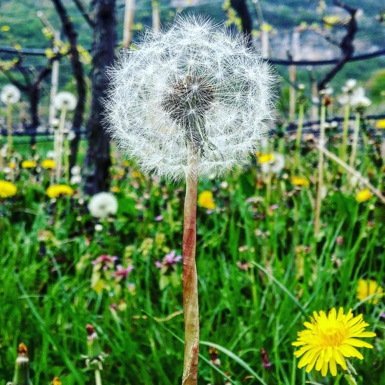 Agritur Maso Spezial Villa Villa Lagarina Luaran gambar